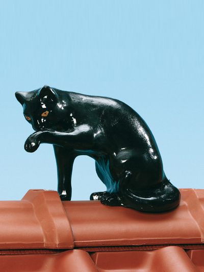 Regenwasser kontrolliert ableiten Katze